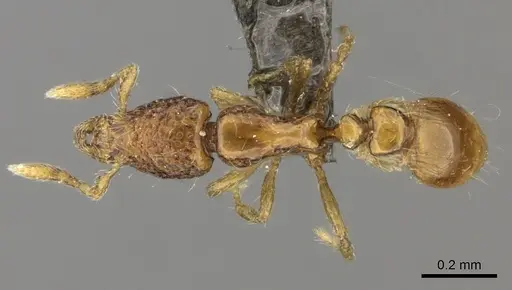 Strumigenys thuvida - CASENT0235698