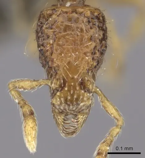 Strumigenys thuvida - CASENT0235698