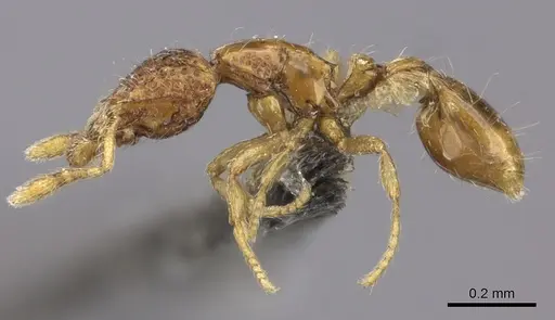 Strumigenys thuvida - CASENT0235698