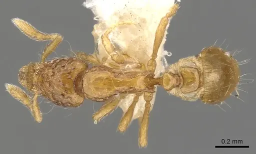 Strumigenys thuvida - CASENT0900051