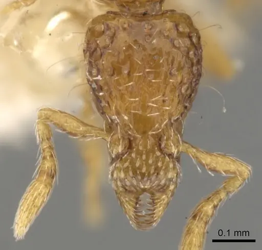 Strumigenys thuvida - CASENT0900051