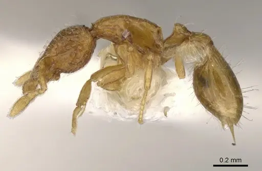 Strumigenys thuvida - CASENT0900051