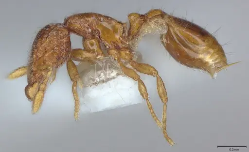 Strumigenys thuvida - CASENT4036273