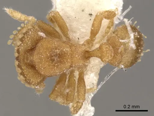 Strumigenys tiglath specimen