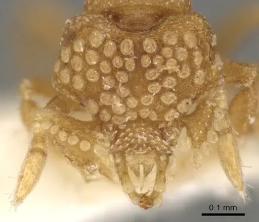 Strumigenys tiglath specimen