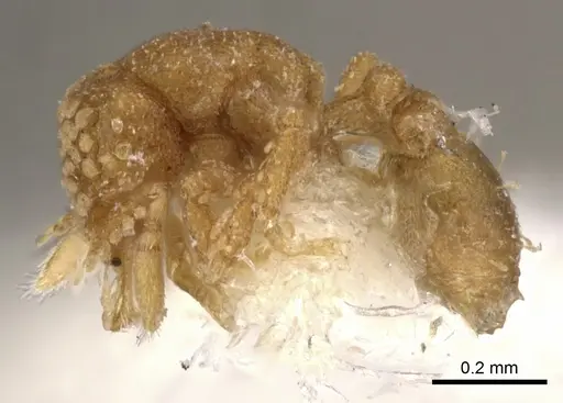 Strumigenys tiglath specimen