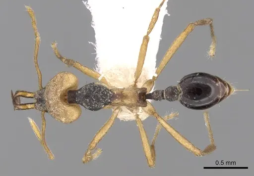 Strumigenys tigris specimen