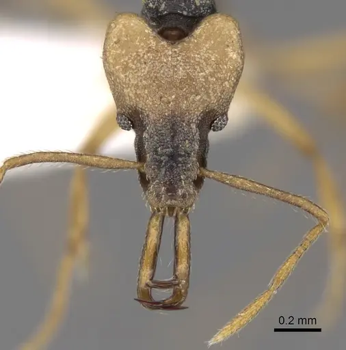 Strumigenys tigris specimen