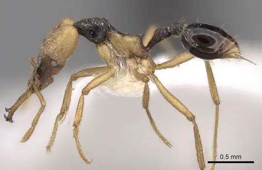 Strumigenys tigris specimen