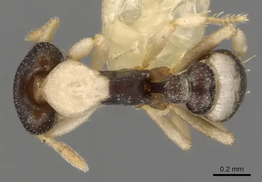 Strumigenys tigris - CASENT0900069