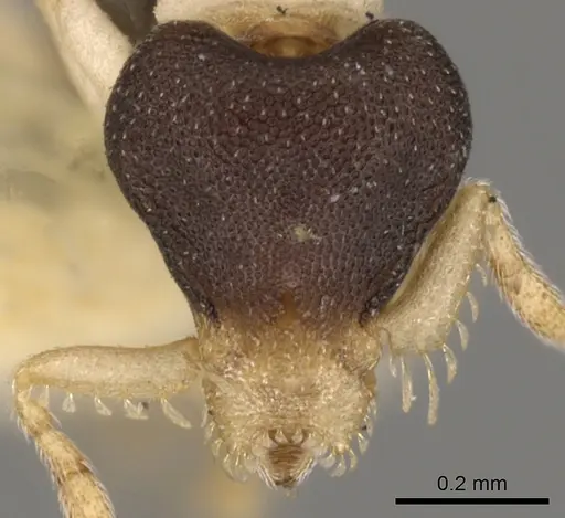 Strumigenys tigris - CASENT0900069