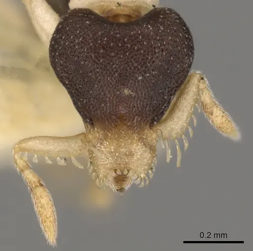 Strumigenys tigris - CASENT0900069