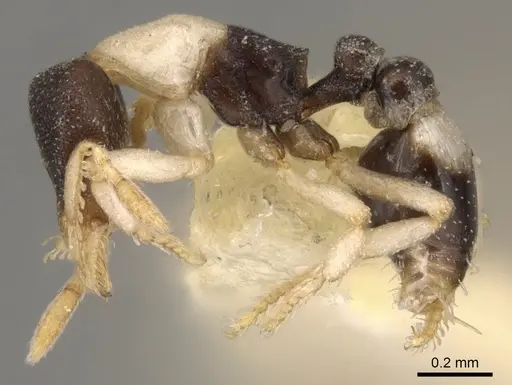 Strumigenys tigris - CASENT0900069