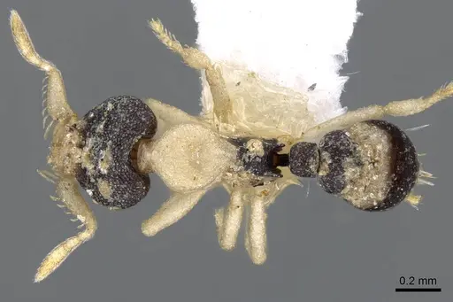 Strumigenys tigris - CASENT0914724