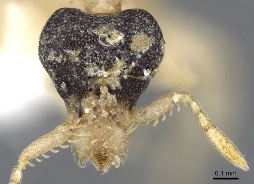 Strumigenys tigris - CASENT0914724