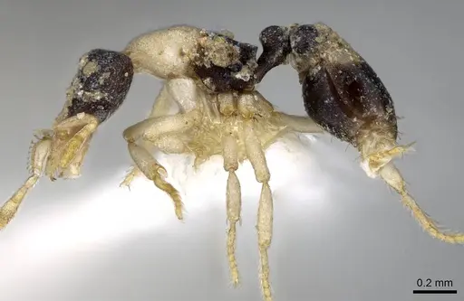 Strumigenys tigris - CASENT0914724