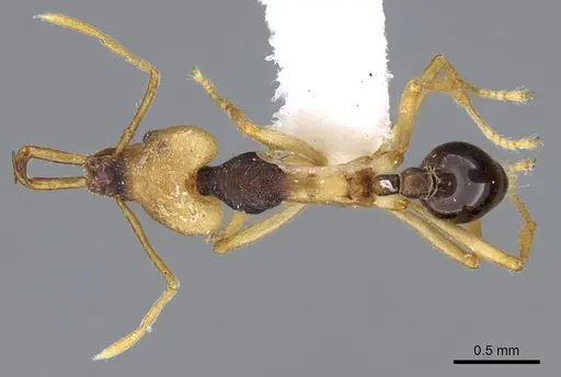 Strumigenys tigris - CASENT0914875