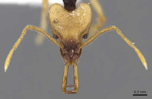 Strumigenys tigris - CASENT0914875