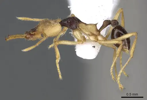 Strumigenys tigris - CASENT0914875