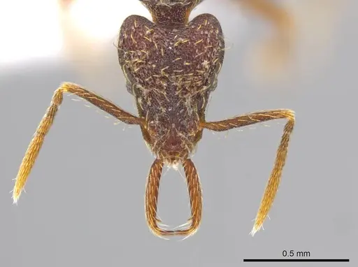 Strumigenys timicala specimen