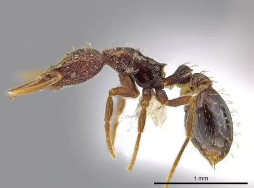 Strumigenys timicala specimen