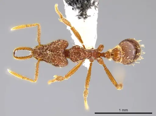 Strumigenys timicala - CASENT0615329