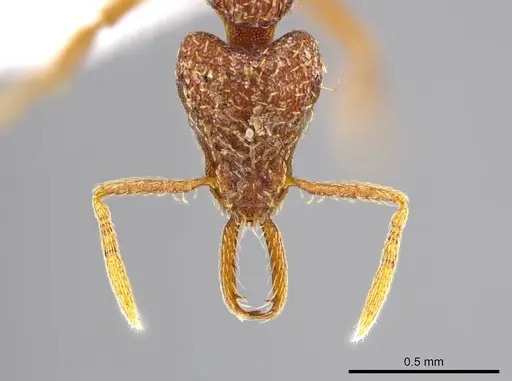 Strumigenys timicala - CASENT0615329