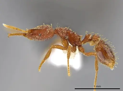 Strumigenys timicala - CASENT0615329