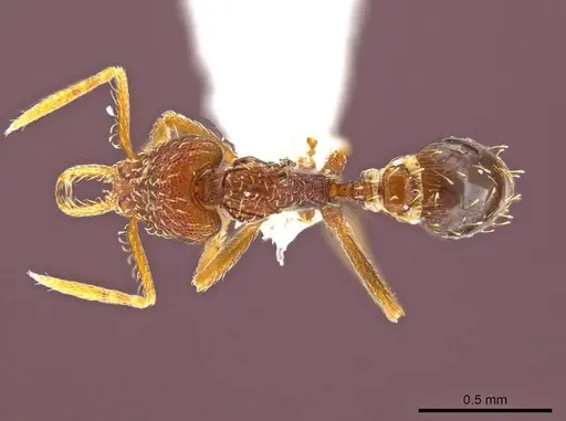 Strumigenys timicala - CASENT0617615