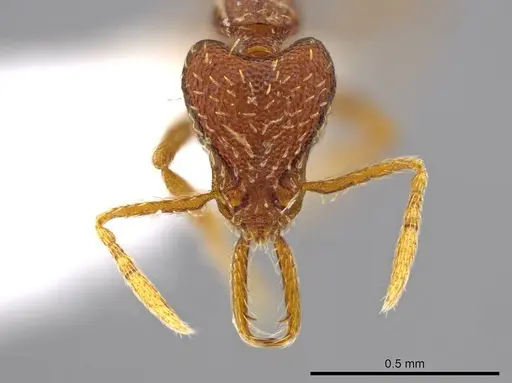 Strumigenys timicala - CASENT0617615