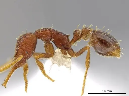 Strumigenys timicala - CASENT0617615