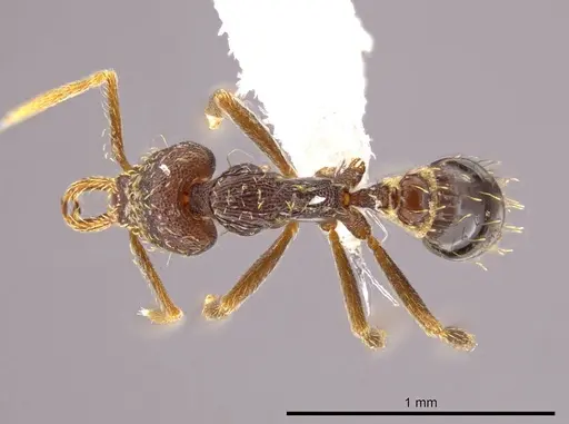 Strumigenys timicala - CASENT0618545