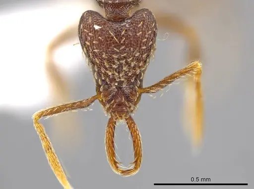 Strumigenys timicala - CASENT0618545