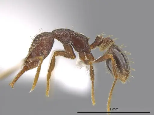 Strumigenys timicala - CASENT0618545