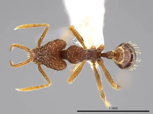 Strumigenys timicala - CASENT0619618