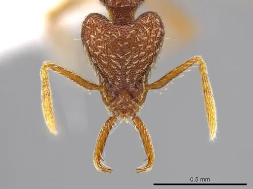 Strumigenys timicala - CASENT0619618