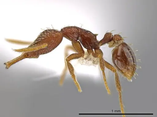 Strumigenys timicala - CASENT0619618