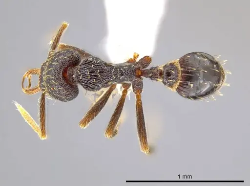 Strumigenys timicala - CASENT0619732