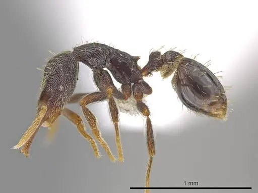 Strumigenys timicala - CASENT0619732