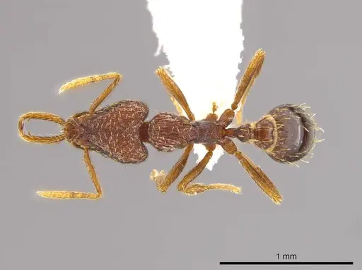 Strumigenys timicala - CASENT0619998