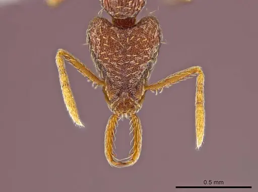 Strumigenys timicala - CASENT0619998