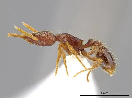 Strumigenys timicala - CASENT0619998