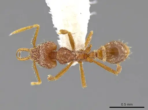 Strumigenys timicala - CASENT0624875