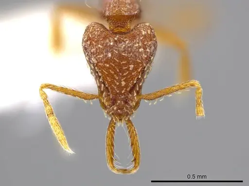 Strumigenys timicala - CASENT0624875