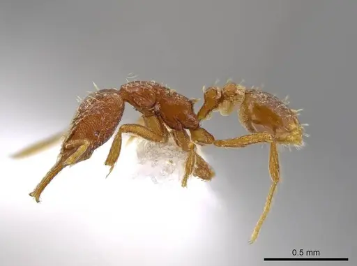 Strumigenys timicala - CASENT0624875