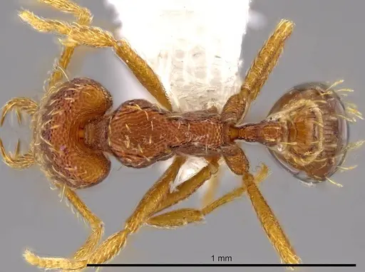 Strumigenys timicala - CASENT0625285