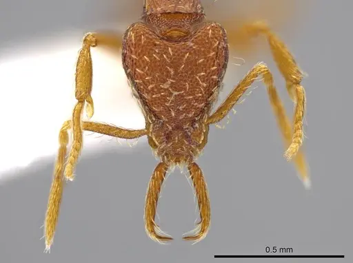 Strumigenys timicala - CASENT0625285