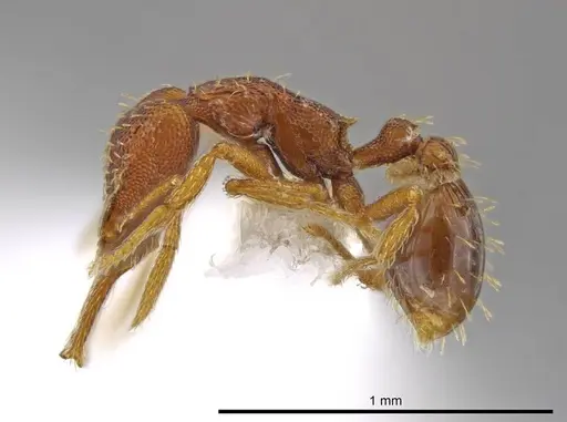 Strumigenys timicala - CASENT0625285