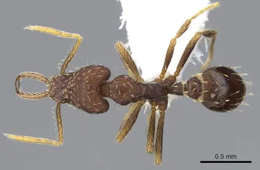 Strumigenys timicala - CASENT0914755