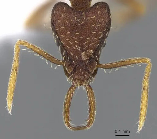 Strumigenys timicala - CASENT0914755